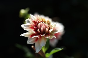 Dahlia Delight